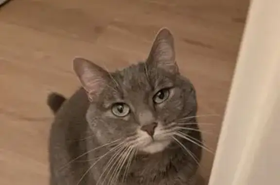 Chat perdu, Allée Madeleine Brès, Villejuif - femelle dodue grise - photo