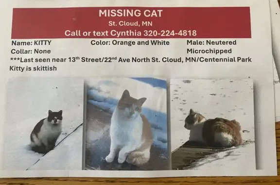 Lost male cat, 13th Avenue North, St. Cloud - orange and white, skittish - photo