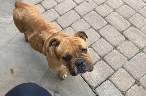 Lost and found pets Grand Prairie, photo: Found female dog, Gilbert Road, Grand Prairie - light brown with scars