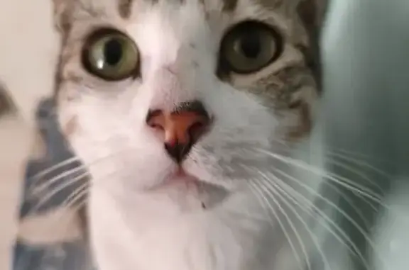 Perdido gato masculino, Circui...