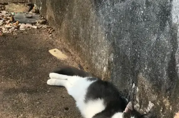 Gato desaparecido Fêmea (brl00...