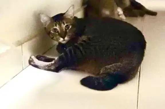 Lost male cat, Bukit Batok Street 32, Blk 316, Singapore - black with brown stripe tabby - photo