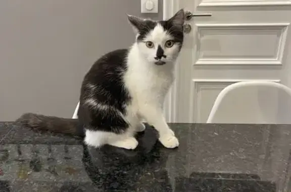 Perdu Chat, Rue du Faubourg-National, 14, Strasbourg - femelle douce - photo