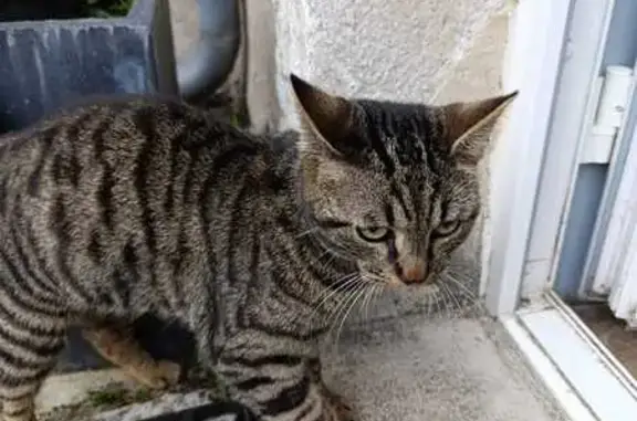 Chat trouvé Paris, photo: Trouvé Chat mâle, Route nationale, 49, Ingré, Paris - miaule fort