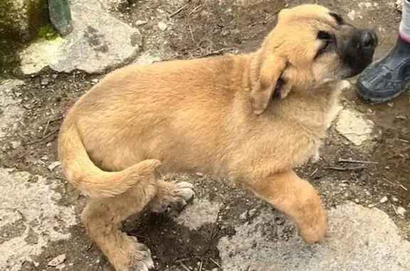 Perdido perro masculino, Camino del Jueves, 34, Granada - photo