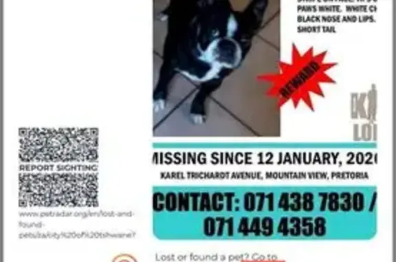 Lost female dog, Karel Trichardt Avenue, Pretoria - mostly black with white chest - photo