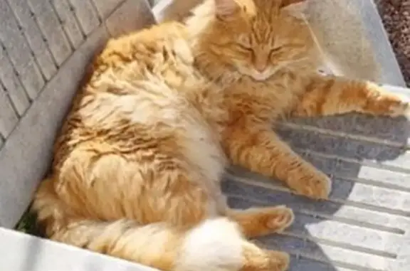 Animaux perdus Narbonne, photo: Perdu chat homme, Rue du Razès, Narbonne - roux et blanc