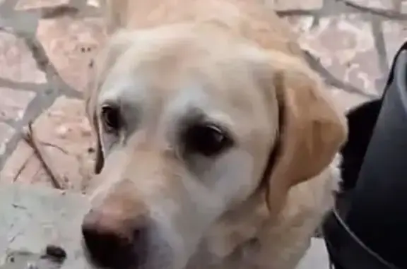 Chien trouvé Pasly, photo: Trouvé chien, Rue des Hardrets, Pasly - répond aux ordres