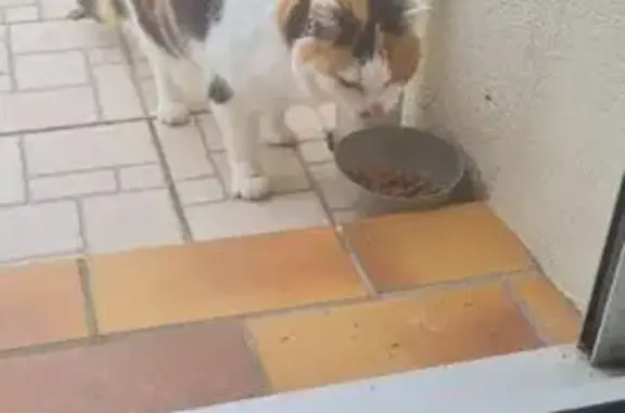 Chat perdu, Impasse du Fief l'Abbesse, Jard-sur-Mer - chatte tricolore - photo