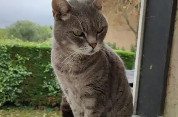 Animaux perdus Lagardelle-sur-Lèze, photo: Chat perdu, Chemin des Flambants, Lagardelle-sur-Lèze - identité a i-cad