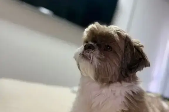 Cachorro perdido Macho (brl002...