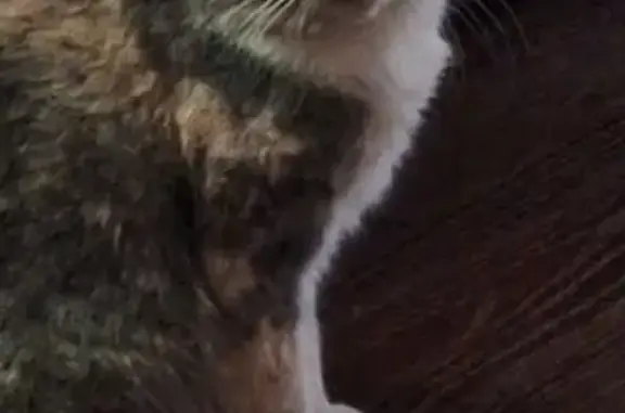 Зникла кішка, Ташкентська вулиця, Київ — порване праве вушко - photo