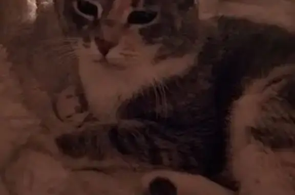 Зникла кішка, Ташкентська вулиця, Київ - порване праве вушко - photo