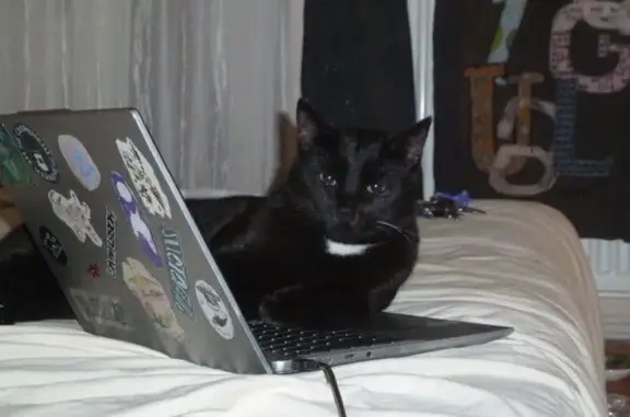 Зник кіт, чоловічий, вулиця Ше...