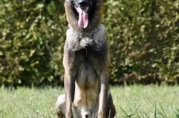 Chien perdu, Bournat, 9, Orléat - Nani, mâle non castré - photo
