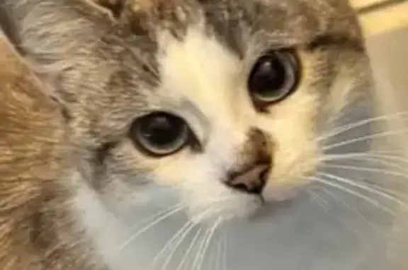 Chat perdu, Toulon - femelle blanche et beige - photo