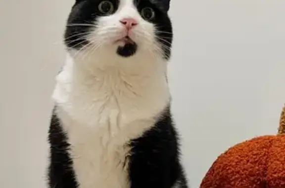 Perdu chat homme, Chemin de Ronde du Mont Duplan, 212, Nîmes - tache sous le menton - photo
