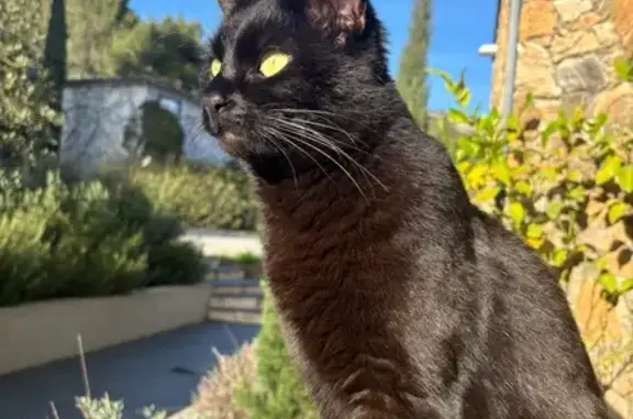 Chat perdu, Impasse Jean de Florette, Auriol - chat noir, yeux jaunes - photo