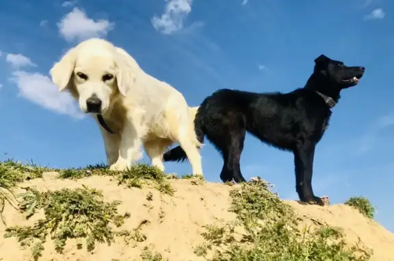 Animaux perdus Massieux, photo: Chien perdu, Assieu, Massieux - femelle border collie croisé