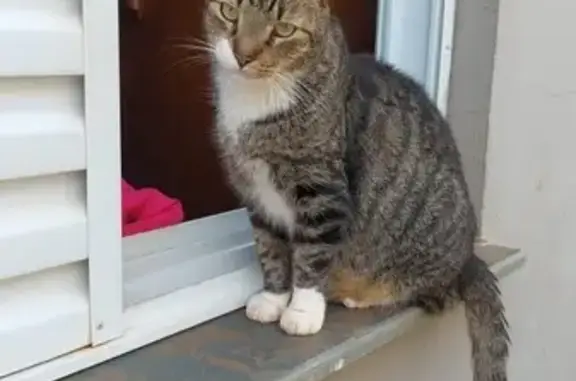 Gato desaparecido Macho (brl00...