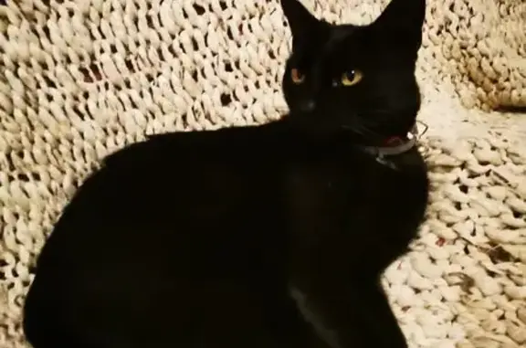 Perdu Chat homme, Impasse de Montcalm, Rodez - très affectueux - photo
