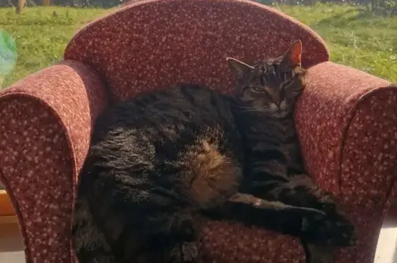 Chat perdu, Mousseaux-sur-Seine, Paris - chatte tigrée marron - photo