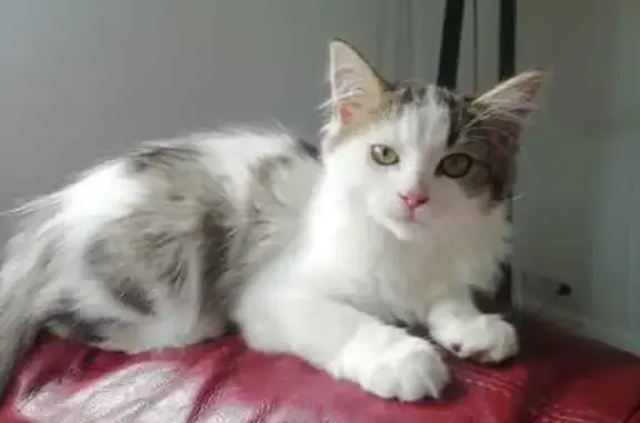 Animaux perdus Pommeret, photo: Perdu chat femelle, Rue du Stade, Pommeret - blanche tigrée grise et marron