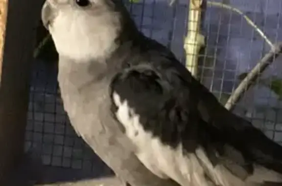 Lost and found pets Jacksonville, photo: Lost bird, Brookmont Avenue South, Jacksonville - male cockatiel