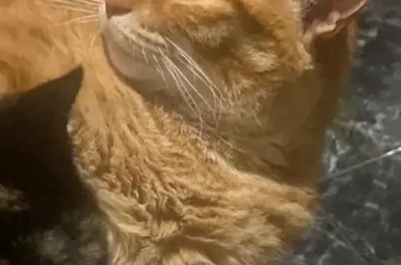 Animales perdidos Arucas, foto: Perdido gato hembra, Calle Obispo Pildaín, Arucas - naranja atigrada