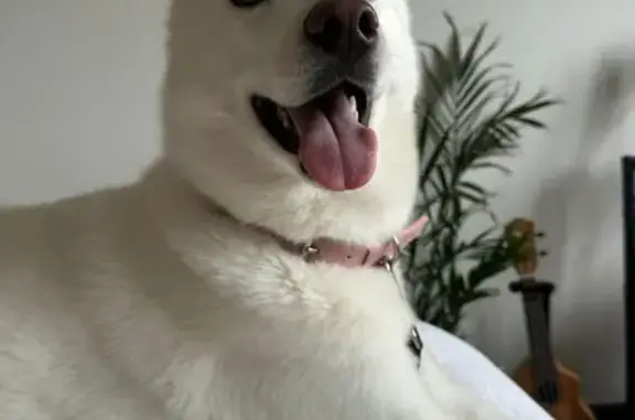 Lost female dog, Watson Street, Newcastle - medium size, fully white husky - photo