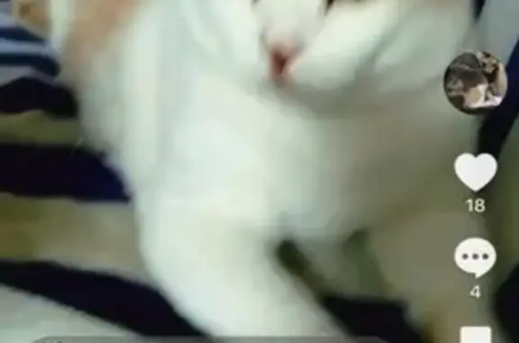 Perdido gato masculino, Palma, Islas Baleares - manchas naranjas - photo