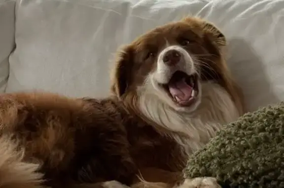 Lost male dog, Enoggera Road, 17, Brisbane - Border collie, possibly injured - photo