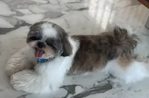 Perdido perro masculino, Dublí...