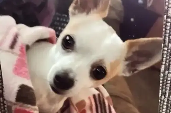 Lost and found pets Medford, photo: Lost Male Dog, Medford, Oregon - All White with Brown Spots