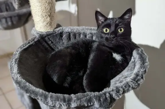 Animaux perdus La Ricamarie, photo: Chat perdu, La Chavanna, 17, La Ricamarie - tout noir avec tache blanche