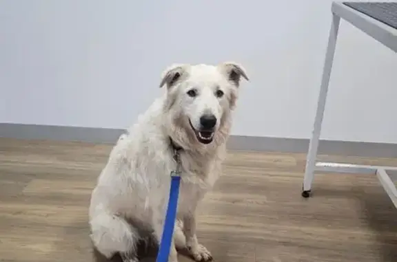 Missing dog Kerang, photo: Lost female dog, Gannawarra, Kerang - distinctive floppy ears