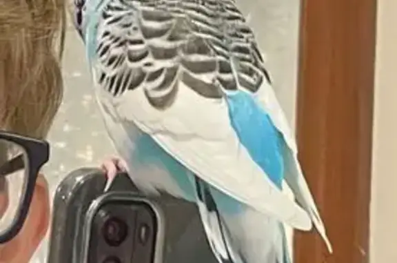 Lost pets Knox, photo: Lost bird, Bundamba Drive, Knox - blue belly and tail