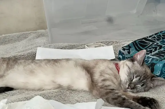 Lost and found pets Redondo Beach, photo: Lost female cat, Huntington Lane, Redondo Beach - creme and gray, skittish