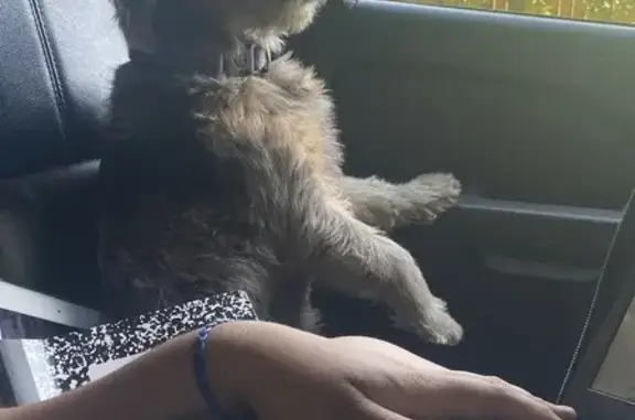 Lost female dog, Allentown Road, Fort Washington - Grey (Merle), friendly - photo