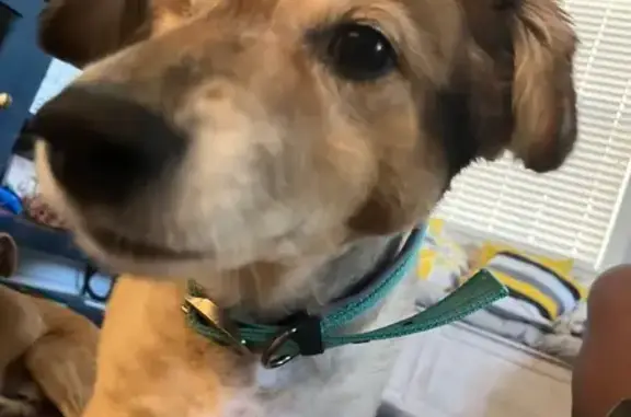 Lost female dog, Kuna, Idaho - brown coat, one eye - photo