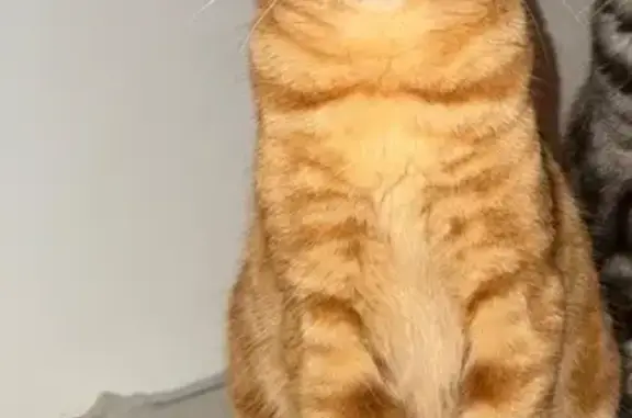 Animaux perdus Pamiers, photo: Chat perdu, Impasse Claude Bernard, Pamiers