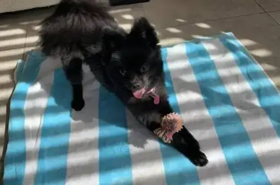Lost and found pets Idaho Falls, photo: Lost female dog, Fire Thorn Drive South, Idaho Falls - black Pomeranian with a shaved haircut
