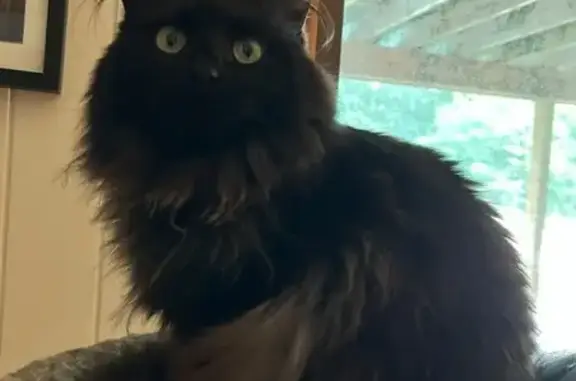 Lost and found pets Grandville, photo: Lost female cat, Grand Castle Boulevard, Grandville - all black with green eyes