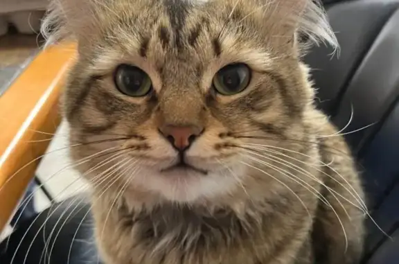 Lost male cat, Valley Avenue, Sumner - 4-year-old Maine Coon mix - photo