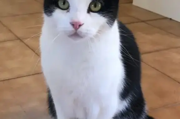 Lost pets Georges River Council, photo: Lost male cat, Flora Street, Georges River Council - black and white