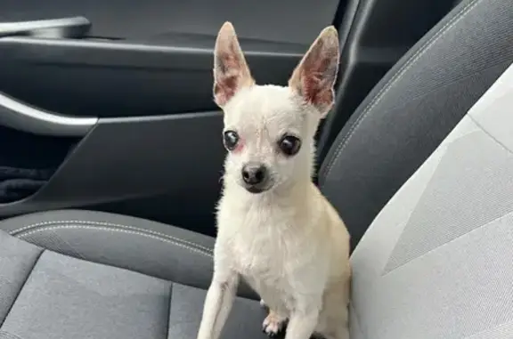 Found dog Livonia, photo: Found male dog, Richland Street, Livonia - white Chihuahua