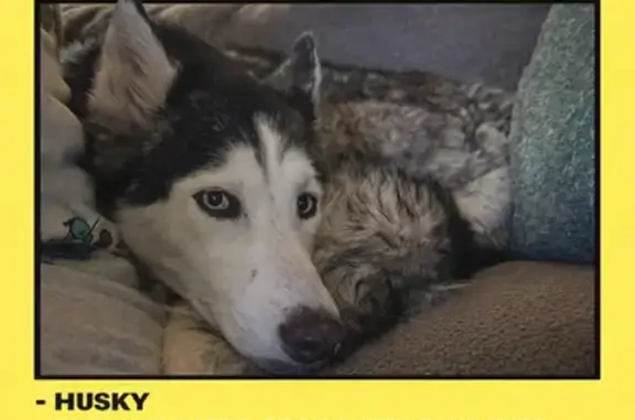 Lost female dog with lime green collar, Balmoral Circle, 514, New Windsor, East Syracuse - photo