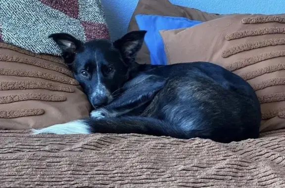 Lost and found pets Denver, photo: Missing dog Male, Denver (usl533874)