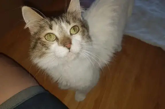 Gatita perdida. Responde al nombre de Efi, o también por Fifi. Se ha perdido el día 31 de marzo, sobre las 2-3 de la tarde en la calle Alcalá de Henares, dando a la clínica de la Antigua. Tiene chip. Es una gatita muy dócil y se deja coger. Es de pelo semilargo, cuerpo blanco, con la cabeza y el rabito atigrados y como un plumero el rabito. Ojos verdes. Está operada del paladar, pero aún tiene dificultades para comer y hay que volverla a operar. También tiene la pata trasera izquierda tocada, tuvo una fractura en la cadera y no soldó bien, por lo que cuando está sentada, esa patita queda hacia fuera.