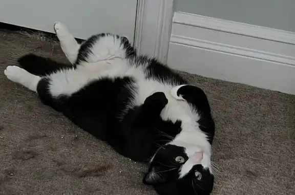 Lost and found pets North Salt Lake, photo: Lost female cat, North Cutler Drive, North Salt Lake - tuxedo shorthair with shorter tail